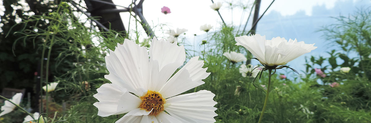 Eden Project