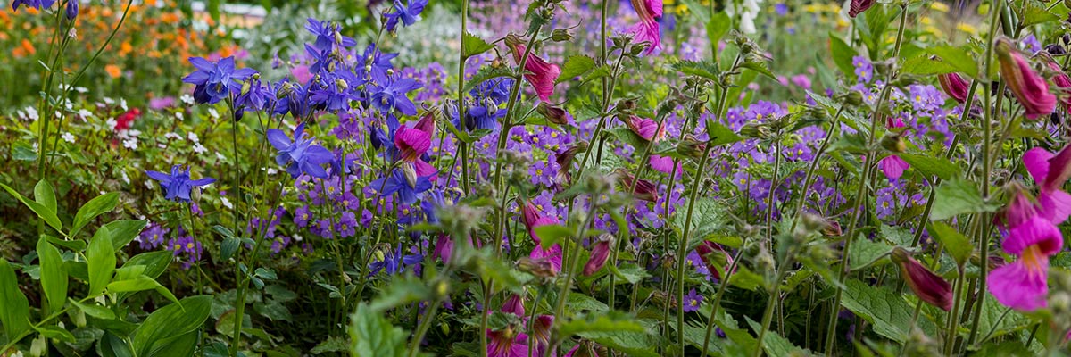 RHS Chelsea Flower Show